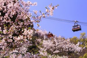 桜②画像