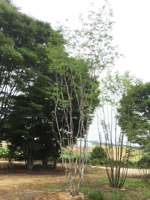 美しい樹幹のシンボルツリー