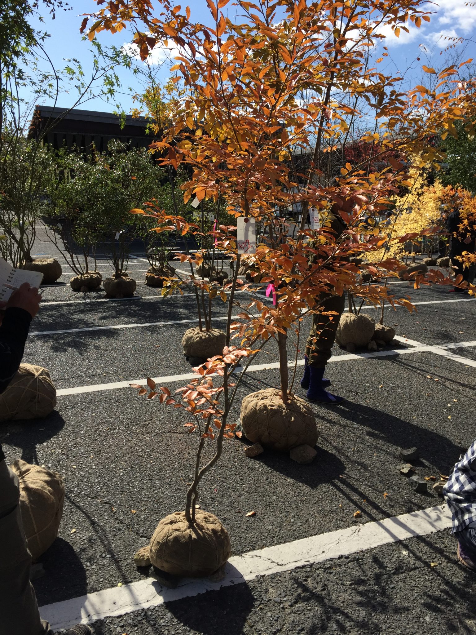 ヤマコウバシ170センチ 【公式通販】