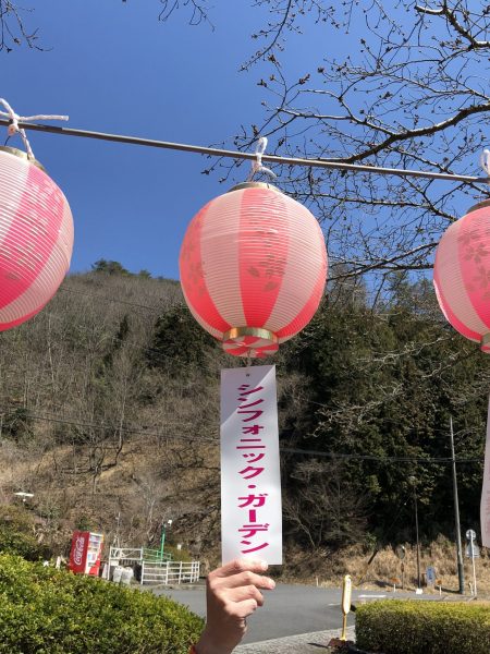 桜祭り画像