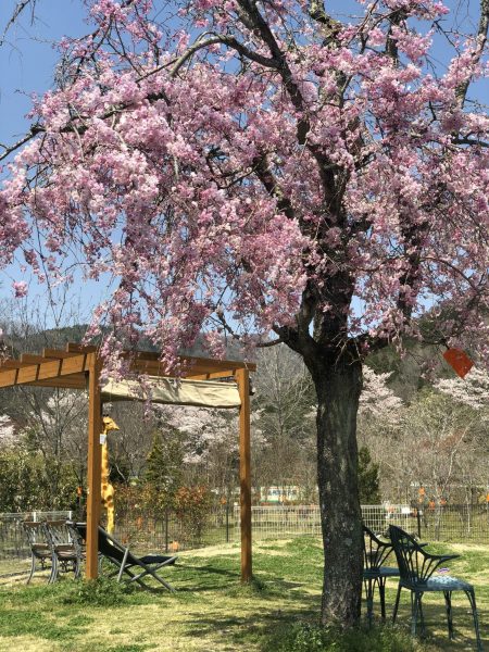 枝垂れ桜画像