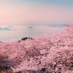 桜色に染まる季節