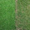 天然芝の魅力