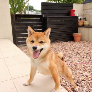 わんちゃん画像