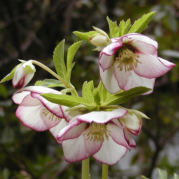 冬花 冬に咲く花 おススメ3選