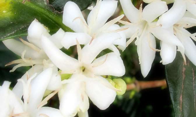 花言葉は 一緒に休みましょう