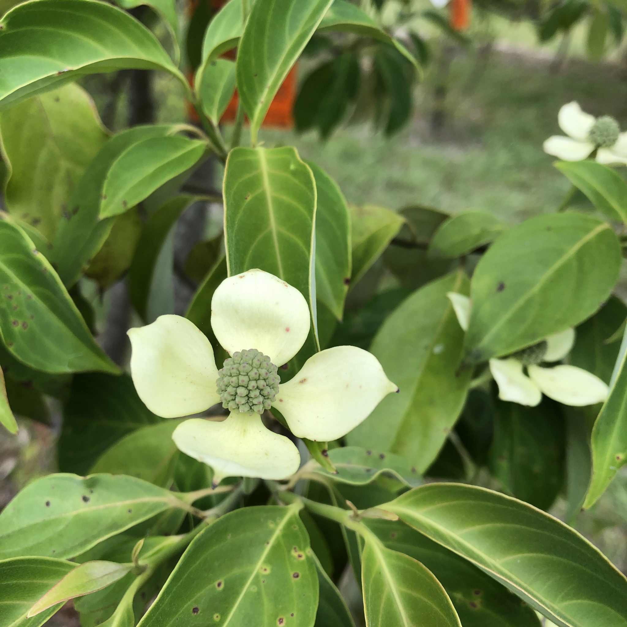 変わった実をつける樹木 植物あれこれ