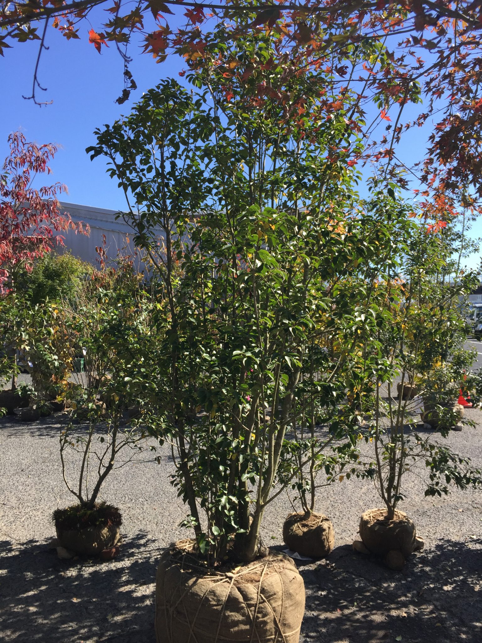 寂しい冬におススメの樹木