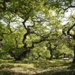 悠久の時を刻む広島の巨木・大樹