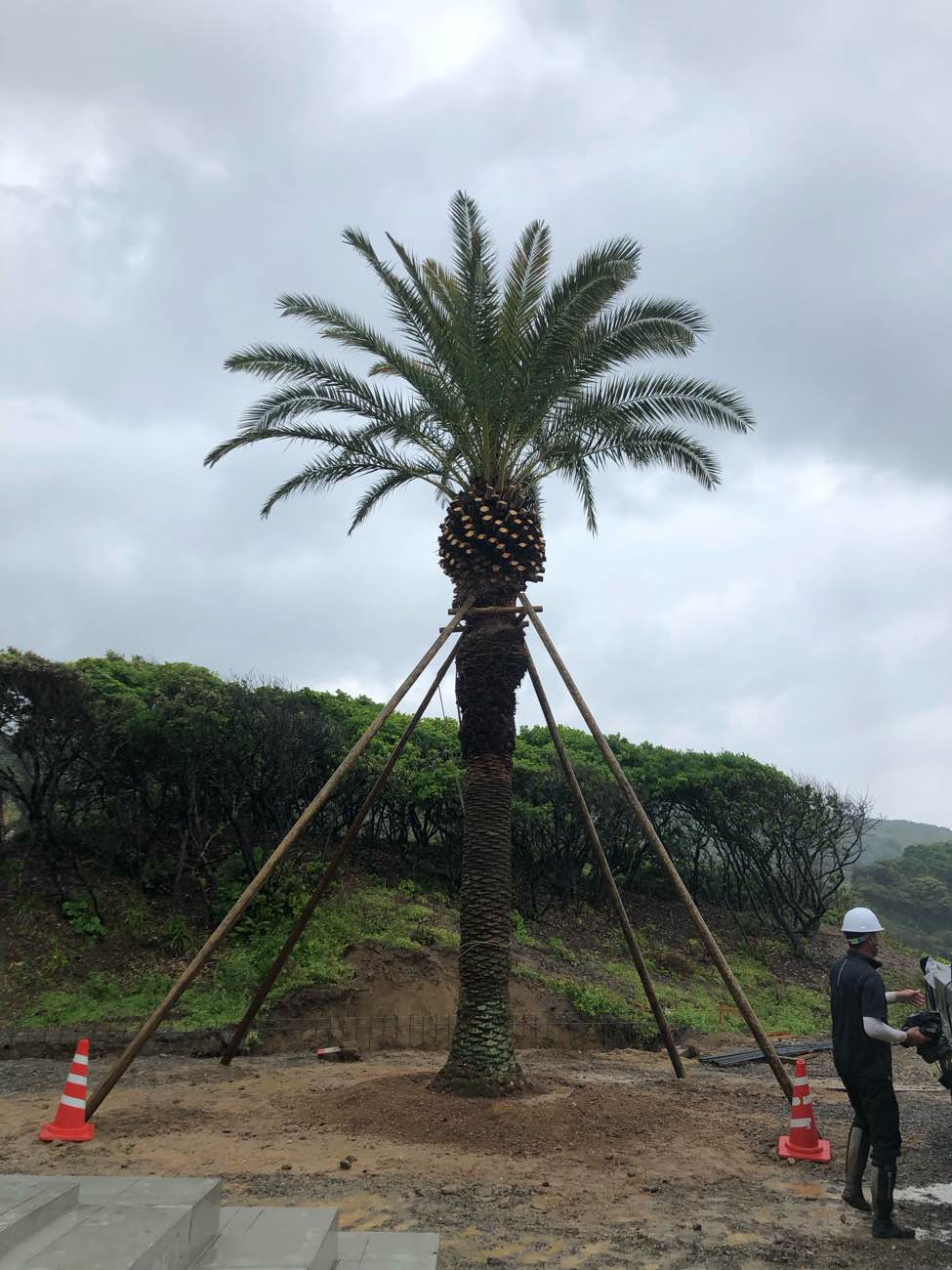 ヤシの移植～現場だより～