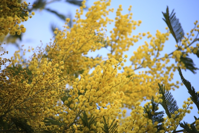 ミモザの花が咲かない理由