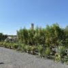 秋の風物詩 植木大市