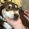 アップデート↗